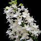 Seidenfadenia mitrata var alba - Without Flowers | BS - Buy Orchids Plants Online by Orchid-Tree.com