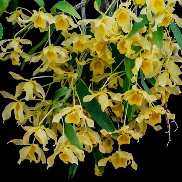 Dendrobium friedericksianum sp. - Without Flowers | SS - Buy Orchids Plants Online by Orchid-Tree.com