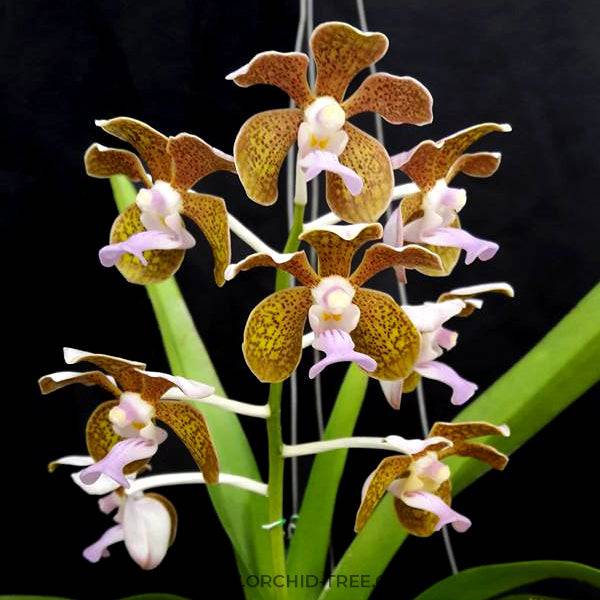 Vanda bensonii sp. - Without Flowers | BS - Buy Orchids Plants Online by Orchid-Tree.com