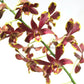Dendrobium Brown Splash- Without Flowers | BS - Buy Orchids Plants Online by Orchid-Tree.com