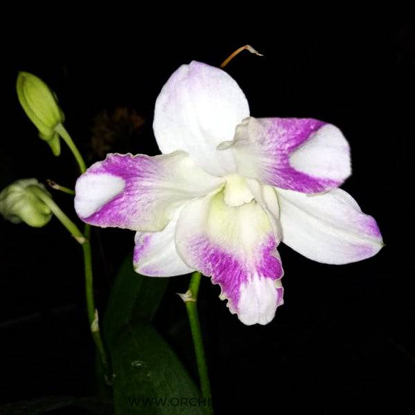 Dendrobium King Jumbo - Without Flowers | BS - Buy Orchids Plants Online by Orchid-Tree.com