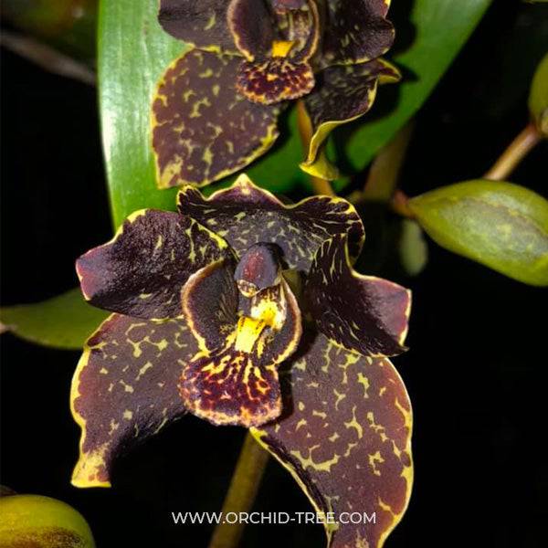 Grammatophyllum Jumbo Grand - Without Flowers | BS - Buy Orchids Plants Online by Orchid-Tree.com