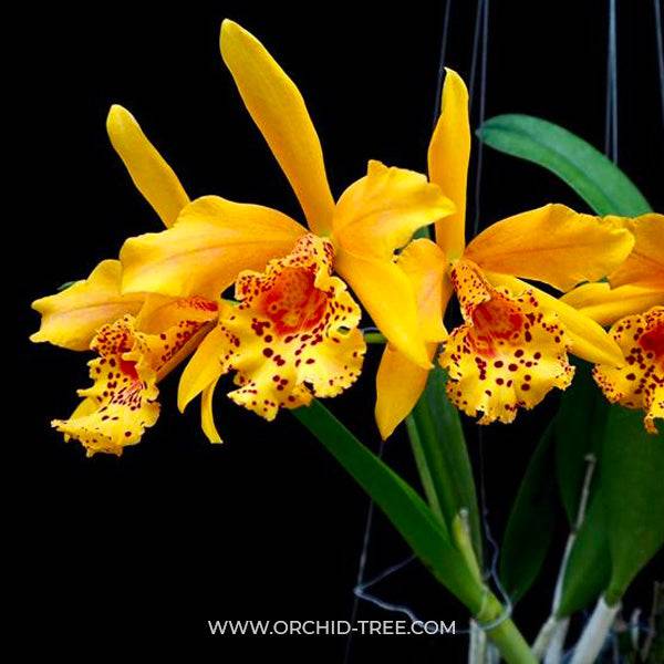 Cattleya (Blc.) Copper Queen - Without Flowers | BS - Buy Orchids Plants Online by Orchid-Tree.com