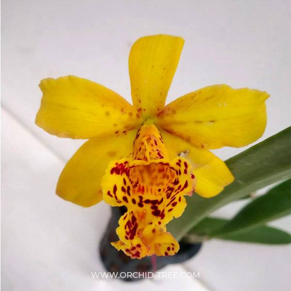Cattleya (Blc.) Copper Queen - Without Flowers | BS - Buy Orchids Plants Online by Orchid-Tree.com