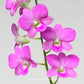 Dendrobium Nopporn Pink - Without Flowers | BS - Buy Orchids Plants Online by Orchid-Tree.com