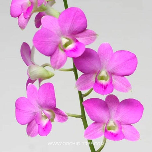 Dendrobium Nopporn Pink - Without Flowers | BS - Buy Orchids Plants Online by Orchid-Tree.com
