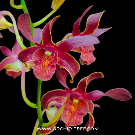 Dendrobium Lasian Red - Without Flowers | BS - Buy Orchids Plants Online by Orchid-Tree.com