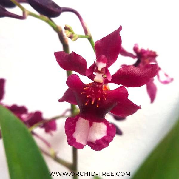 Oncidium Jairak Fragrance Hanuman - Without Flowers | BS - Buy Orchids Plants Online by Orchid-Tree.com