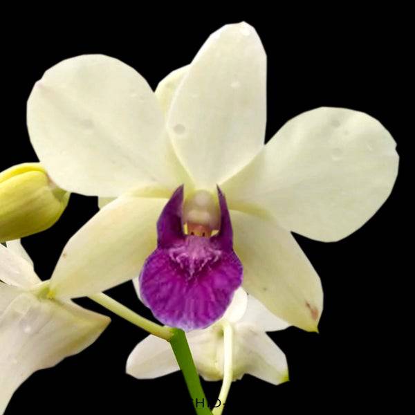 Dendrobium White Blue Lip - Without Flowers | BS - Buy Orchids Plants Online by Orchid-Tree.com