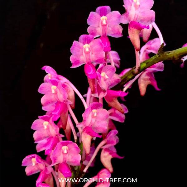 Vanda Aerides leeana Sp. - Without Flowers | BS - Buy Orchids Plants Online by Orchid-Tree.com