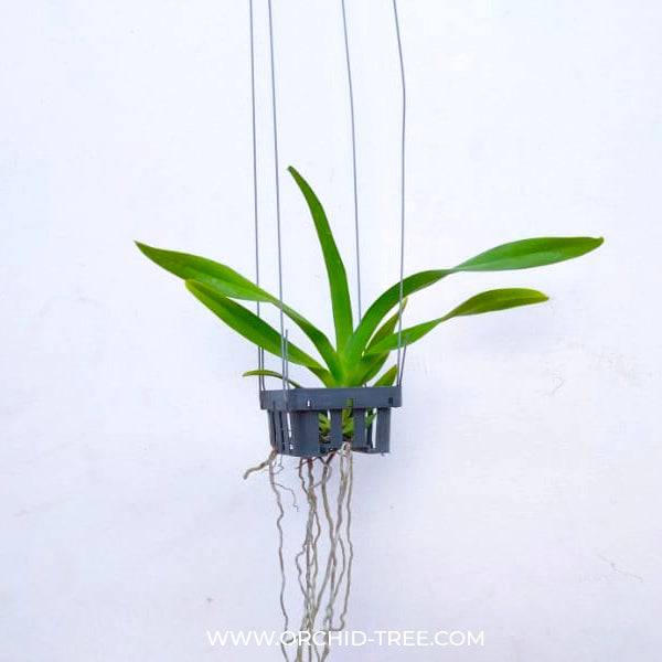 Vanda Aerides leeana Sp. - Without Flowers | BS - Buy Orchids Plants Online by Orchid-Tree.com