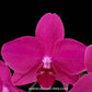 Phalaenopsis Sultry Rose - With Small Spike | FF - Buy Orchids Plants Online by Orchid-Tree.com