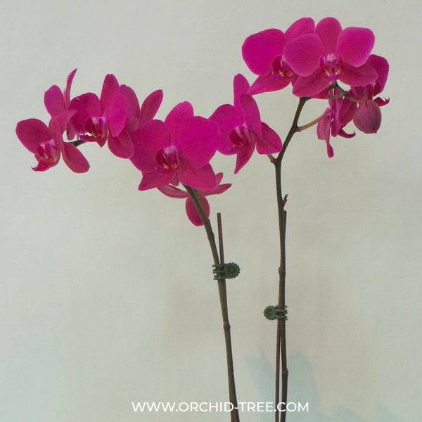 Phalaenopsis Sultry Rose - With Small Spike | FF - Buy Orchids Plants Online by Orchid-Tree.com