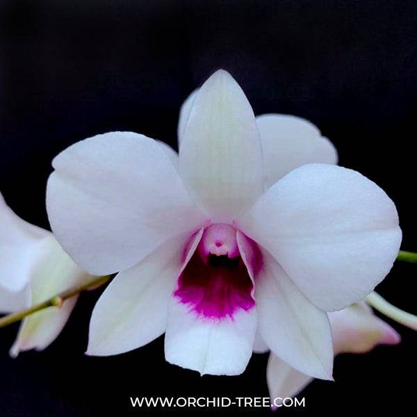 Dendrobium White Red Lip 283 - Without Flowers | MS - Buy Orchids Plants Online by Orchid-Tree.com