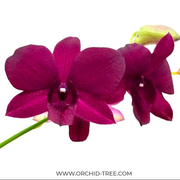 Dendrobium Super Pioneer- Without Flowers | BS - Buy Orchids Plants Online by Orchid-Tree.com