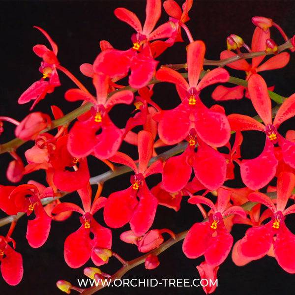 Vanda Renanthera Kalsom - Without Flowers | BS - Buy Orchids Plants Online by Orchid-Tree.com