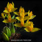 Lycaste aromatica sp. - Without Flowers | BS - Buy Orchids Plants Online by Orchid-Tree.com