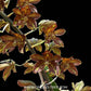 Grammatophyllum Lazarus - Without Flowers | BS - Buy Orchids Plants Online by Orchid-Tree.com