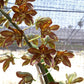 Grammatophyllum Lazarus - Without Flowers | BS - Buy Orchids Plants Online by Orchid-Tree.com