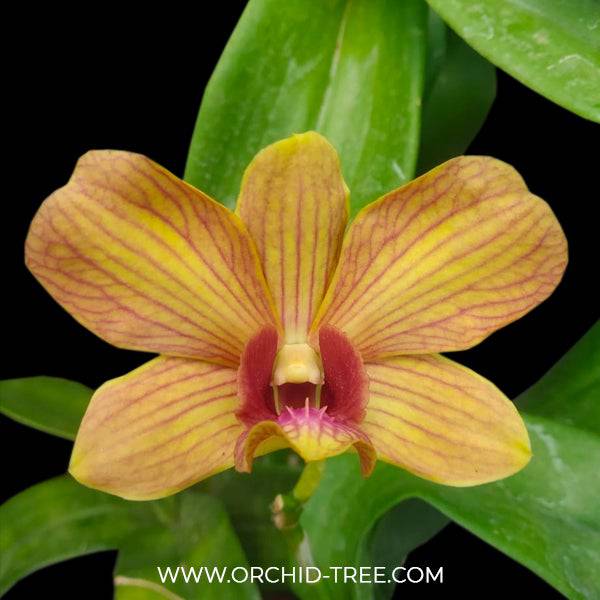 Dendrobium Yellow Red Stripe - Without Flowers | BS - Buy Orchids Plants Online by Orchid-Tree.com