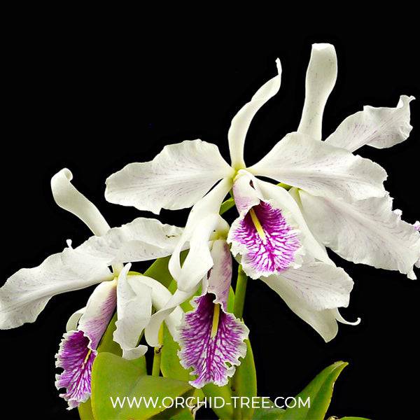 Cattleya maxima var. semi-alba sp. - Without Flowers | BS - Buy Orchids Plants Online by Orchid-Tree.com