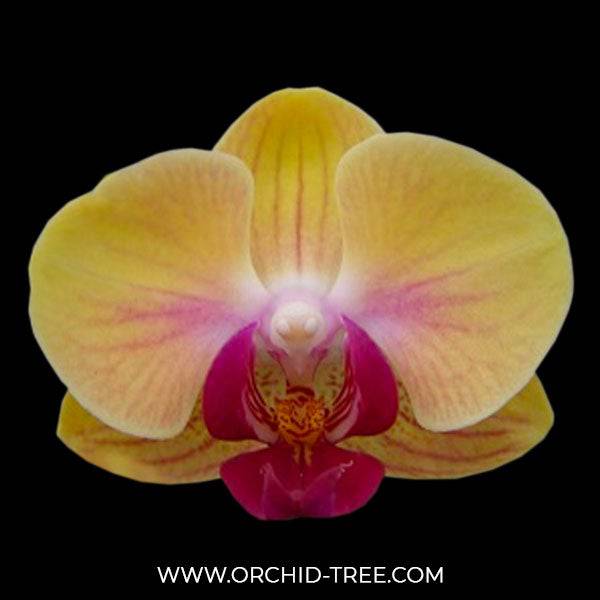 Phalaenopsis Younghome Sweety - With Buds | FF - Buy Orchids Plants Online by Orchid-Tree.com