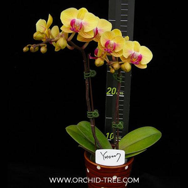 Phalaenopsis Younghome Sweety - With Buds | FF - Buy Orchids Plants Online by Orchid-Tree.com