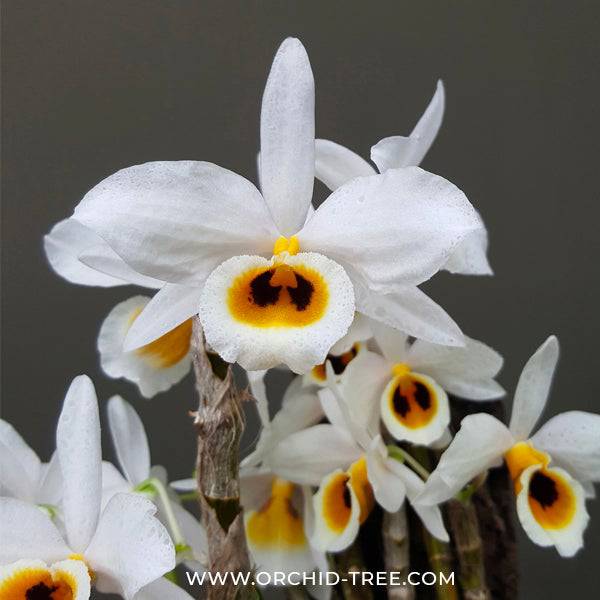 Dendrobium bensoniae sp. - Without Flowers | BS - Buy Orchids Plants Online by Orchid-Tree.com