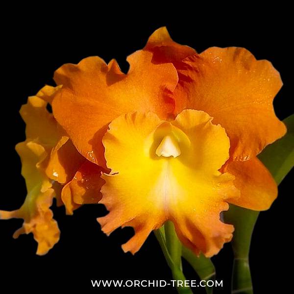 Cattleya Star of Siam - Without Flowers | BS - Buy Orchids Plants Online by Orchid-Tree.com