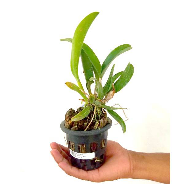 Cattleya Star of Siam - Without Flowers | BS - Buy Orchids Plants Online by Orchid-Tree.com
