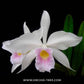 Cattleya purpurata var. russeliana sp. - Without Flowers | BS - Buy Orchids Plants Online by Orchid-Tree.com
