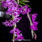 Dendrobium parishii sp. - Without Flowers | BS - Buy Orchids Plants Online by Orchid-Tree.com