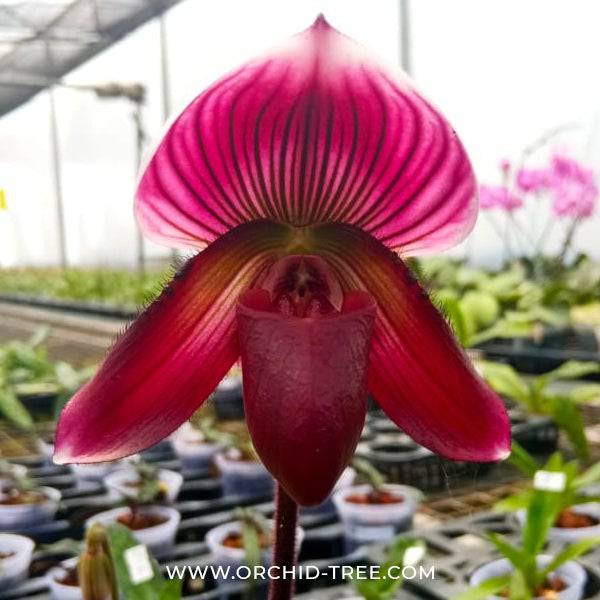 Paphiopedilum callosum sp. × sib - Without Flowers | BS - Buy Orchids Plants Online by Orchid-Tree.com