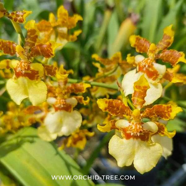Oncidium Yuan Nan Gold - Without Flowers | BS - Buy Orchids Plants Online by Orchid-Tree.com