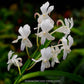 Vanda Neostylis Lou Sneary White - Without Flowers | BS - Buy Orchids Plants Online by Orchid-Tree.com