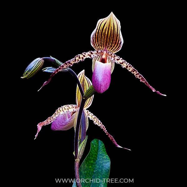 Paphiopedilum Transdoll - Without Flowers | BS - Buy Orchids Plants Online by Orchid-Tree.com