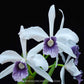 Cattleya (Laelia) purpurata var. werkhauseri sp. - Without Flowers | BS - Buy Orchids Plants Online by Orchid-Tree.com