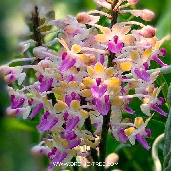 Seidenfadenia mitrata 'yellow'- Without Flowers | BS - Buy Orchids Plants Online by Orchid-Tree.com
