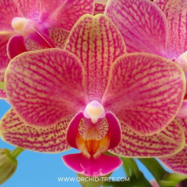 Phalaenopsis Lucky Sun - With Small Spike | FF - Buy Orchids Plants Online by Orchid-Tree.com