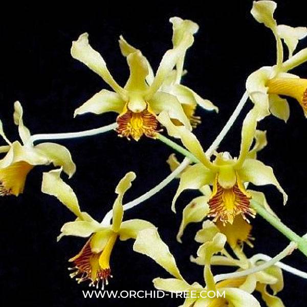 Dendrobium delacourii sp. - Without Flowers | BS - Buy Orchids Plants Online by Orchid-Tree.com