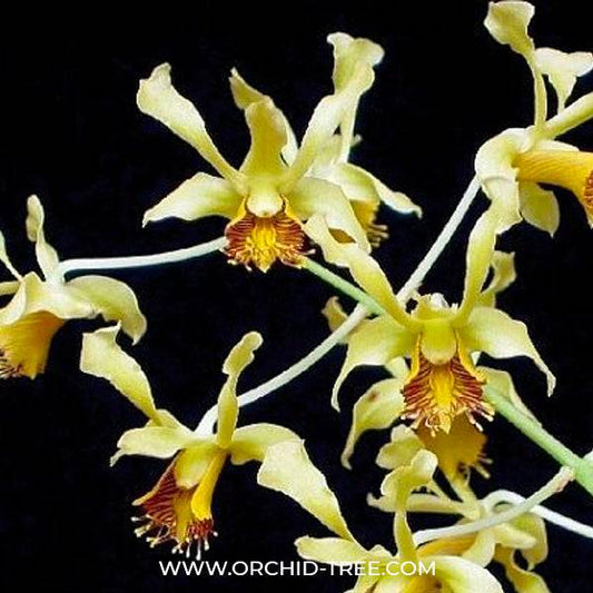 Dendrobium delacourii sp. - Without Flowers | BS - Buy Orchids Plants Online by Orchid-Tree.com