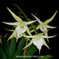 Angreacum Crestwood Tomorrow Star - Without Flowers | BS - Buy Orchids Plants Online by Orchid-Tree.com