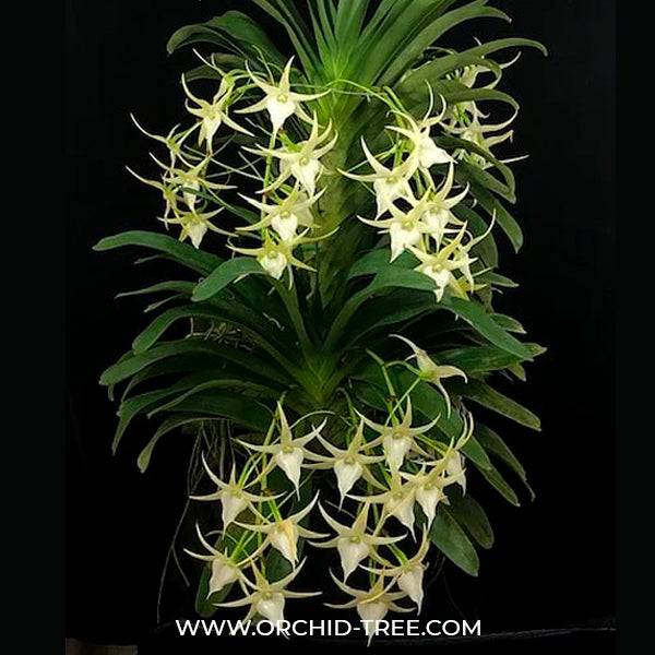 Angreacum Crestwood Tomorrow Star - Without Flowers | BS - Buy Orchids Plants Online by Orchid-Tree.com