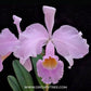 Cattleya trianaei var. concolor sp. - Without Flowers | BS - Buy Orchids Plants Online by Orchid-Tree.com