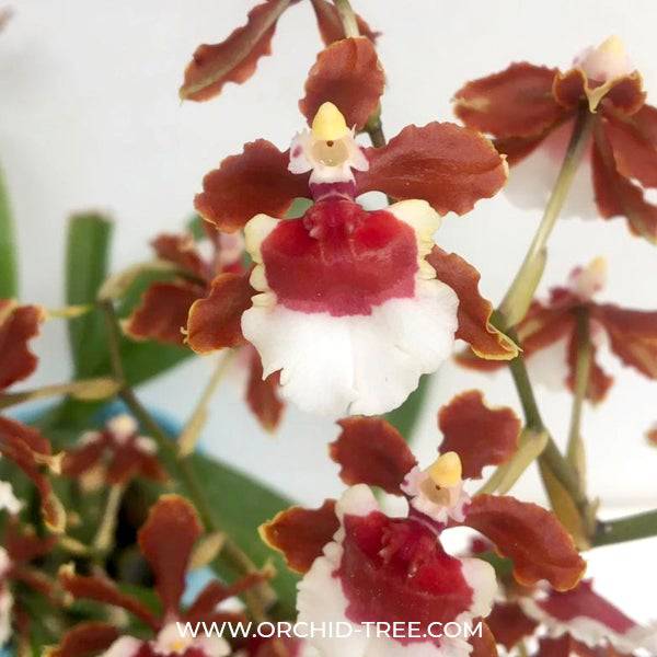 Oncidium (Colmn.) Jairak Catt 'Ma-Rith' - Without Flowers | BS - Buy Orchids Plants Online by Orchid-Tree.com