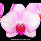 Phalaenopsis Sakurahime - With Small Spike | FF - Buy Orchids Plants Online by Orchid-Tree.com