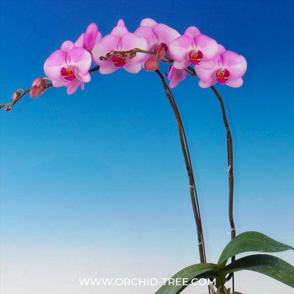 Phalaenopsis Sakurahime - With Small Spike | FF - Buy Orchids Plants Online by Orchid-Tree.com