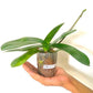 Phalaenopsis Red Coral - With Spike | FF - Buy Orchids Plants Online by Orchid-Tree.com