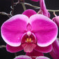 Phalaenopsis Lianher Tuna - With Spike | FF - Buy Orchids Plants Online by Orchid-Tree.com