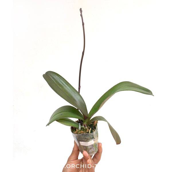 Phalaenopsis Lianher Tuna - With Spike | FF - Buy Orchids Plants Online by Orchid-Tree.com